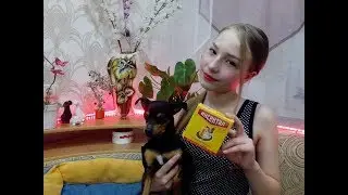 Блохи и капли/Капли в холку/Против блох и клещей #3/Той-терьер Тайсон.