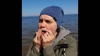 Горностай на Волге