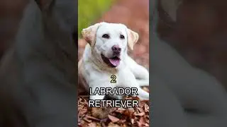 Friendliest Dog Breeds: Meet Your New Best Friend #shorts
