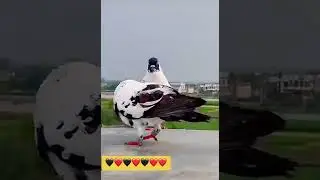 Очень красивая пара Ма Ша Аллах