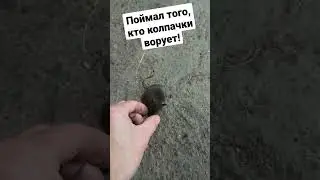 Поймал того, кто колпачки ворует!