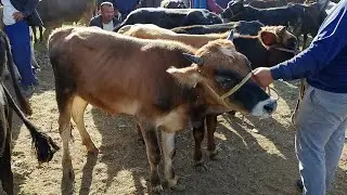 ПАХАОБОД ГОВИ МАЙДА МОЛБОЗОРИ РЕГАР ПАХТАОБОД ТУРСУНЗОДА ЧКАЛОВ 06.09.2020