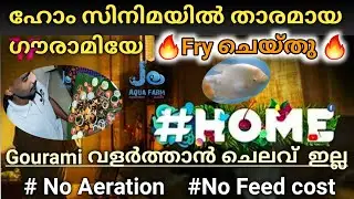 White Giant Gourami Fry | Home movie Star | Jo Aqua Farm Vazhoor Kottayam