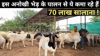 भारत में धूम मचा रही है ये विदेशी भेड़ | African Dorper Sheep | Sheep Farming