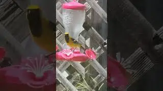 Yellow bird on playground @Beauty life with Anna