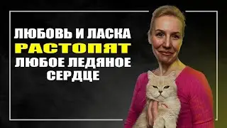 ЗАВОДЧИК: Почему коты любят пакеты? Правда ли коты лечат? Любят ли они нас?
