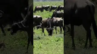 Wildebeest giving birth during the Great Migration