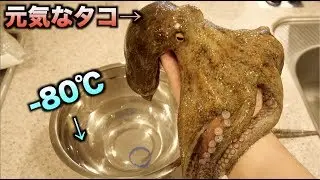 Mysterious!! It was so novel to see an octopus freeze when placed in -80℃ liquid!!!