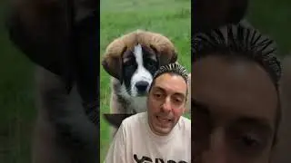 UN CANE HA FREGATO TUTTI ! LO VOLEVANO FARE FUORI, MA ALLA FINE E' STATO FORTUNATO A VIVERE PER...