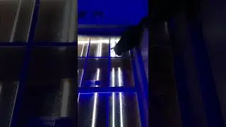 Cat vs Wasp 2