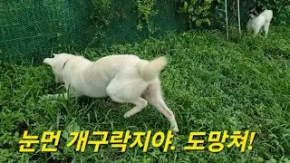 눈먼 개구리와 슬기