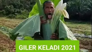 Giler Keladi Tahun 2021
