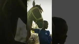 Senegal - A World Horse Welfare documentary, coming soon #shorts