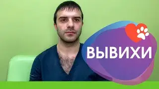 Вывих коленной чашечки у животных