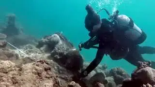 Coralpalooza2023
