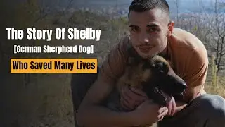 How a German Shepherd Saved His Family Life [True Story] !!