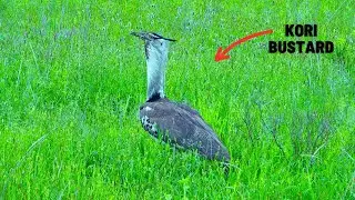 Largest Flying Bird in Africa || The Kori Bustard