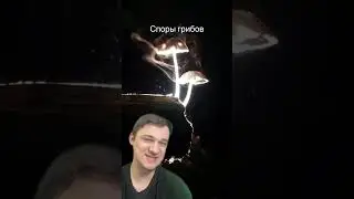 Споры грибов | SMITUP | 