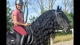 AVERY SPORT Friesian Horses  for sale https://www.blacksterlingfriesians.com questions? 415-272-2112