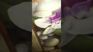 Освижайс