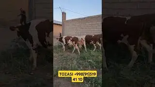 TOZA SIMINTAL NAVVOSLAR