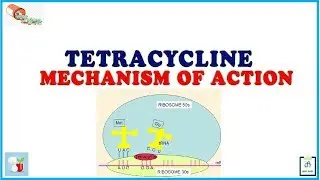 Tetracycline Mechanism of Action
