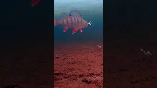подводная поклевка🎣 