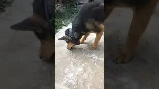 милая собака поседела