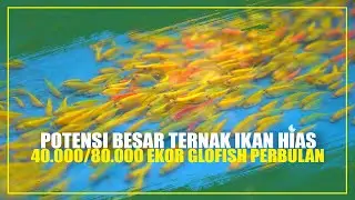 TERNAK GLOFISH YANG VIRAL BISA PANEN 3 HARI SEKALI!!!