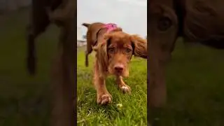 Шелли уже 5 месяцев 💜🐶 