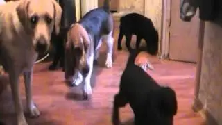 MOV046