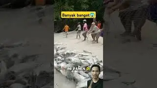 Hasil jala ikan di laut #fish #fishing #shortsviral #ikan #mancing