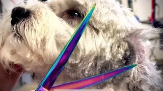 Grooming a Shih-Poo named Chaplin (Part 1)
