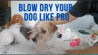 Blow dry your dog like professional