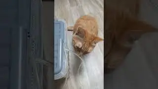 СПАСЕНИЕ ЖИВЦА ОТ НАПАДЕНИЙ МОХНАТОГО #тайгахмао