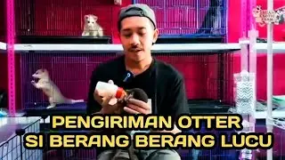 PENGIRIMAN OTTER ❗❗