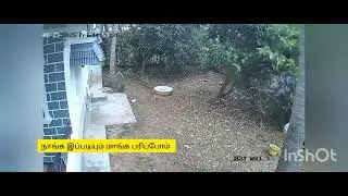 🤣🤣மாங்காய் பறிக்கலாமா 🤣🤣