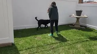 Elvis and his frisbee