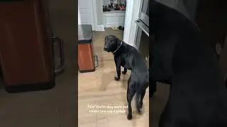 So funny that I have to share it with you guys #christiandog #dog #dogmom #blacklabrador #funny
