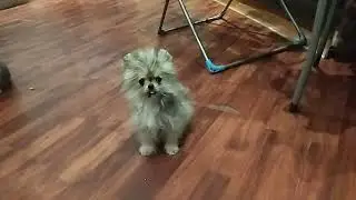 Шпицы, мальчики, мраморные окрасы