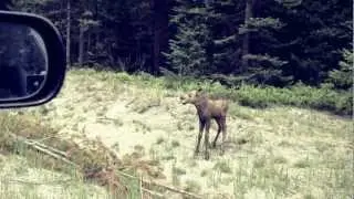Baby Moose