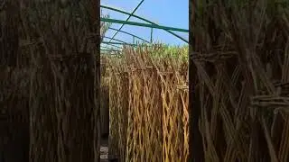 Плетеные деревья из ивы