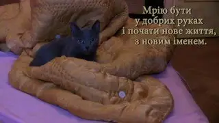 Киця -пташка, яку викинули з 4 поверху, шукає доброго господаря