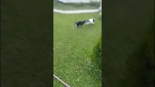 любимые питомцы. #дача #собаки#милыепитомцы#каша#любовь