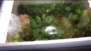 Setup Aquarium Guppy Styrofoam Tank CHRISTMAS Layout