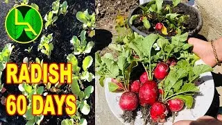 How to grow radish from seeds till harvest  at home easily