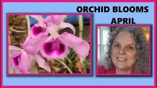 ORCHID BLOOMS, APRIL, RANDOM BITS, WHAT KIND OF ZYGOPETALUM IS THIS?