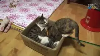 SBS [Animal Farm] - A male cat Rattle, who breastfeeds, changes his mind.