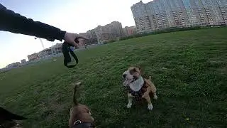Бультерьеры играют в футбол. Озвучка.