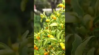 What is a kumquat taste like?